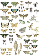 ENTOMOLOGY ETCETERA 24×33 DECOR TRANSFER™ - The Weathered Shed
