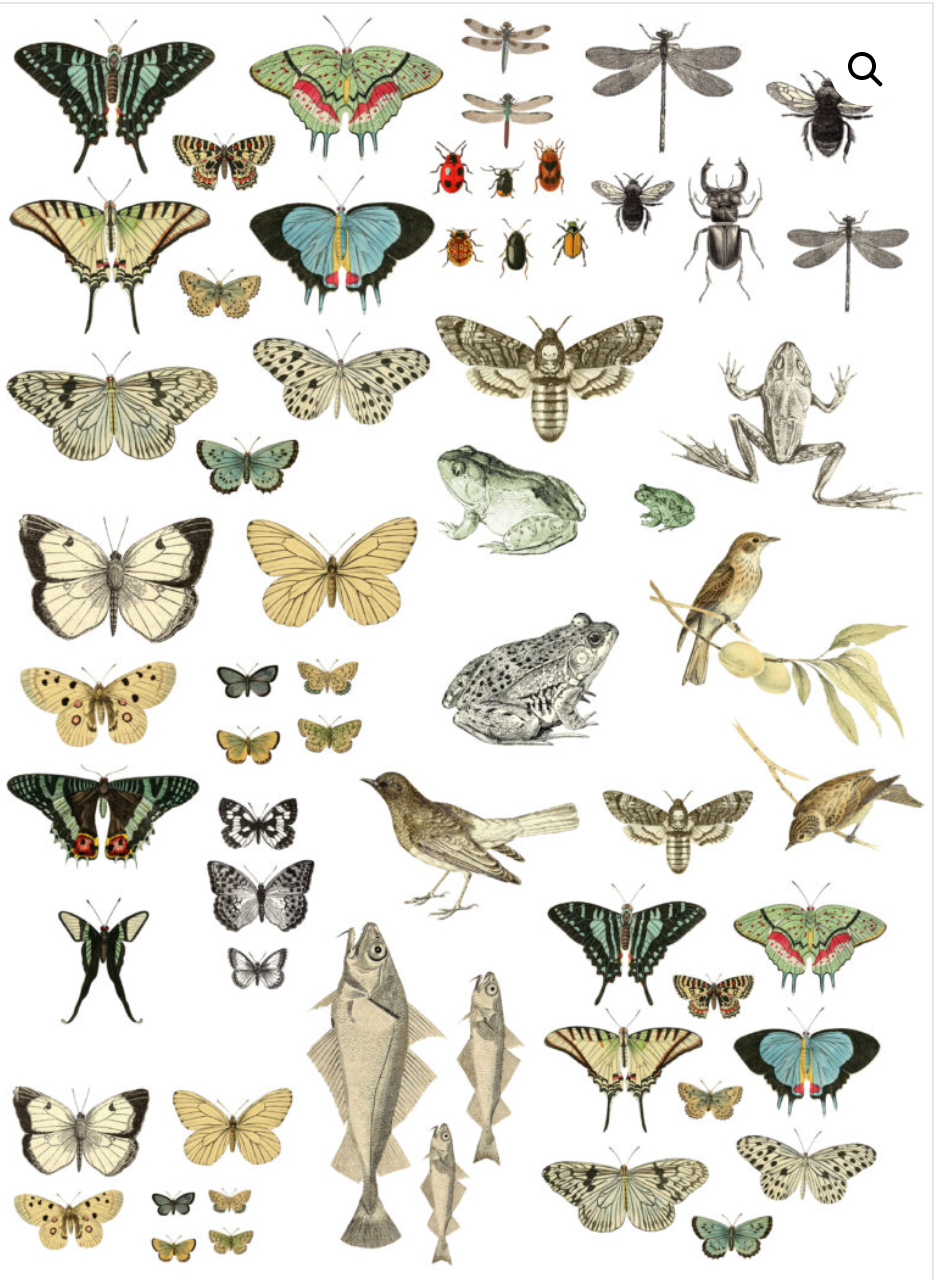 ENTOMOLOGY ETCETERA 24×33 DECOR TRANSFER™ - The Weathered Shed