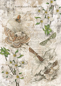 Naturalist Library - Decoupage Paper